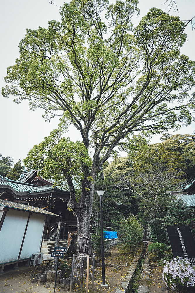 マルバクス(丸葉楠)