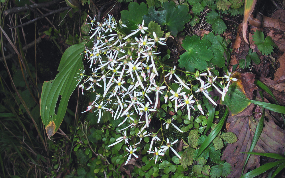 ホシザキユキノシタ